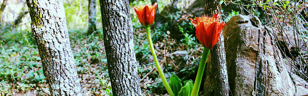 dec0a5_5f819d1f28b14466b678d030be01370a